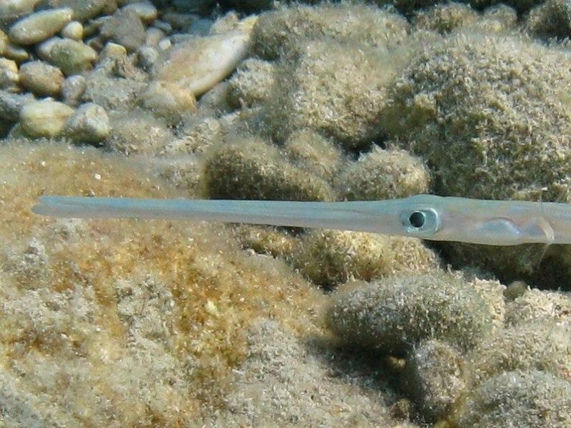 Fistularia commersonii (Rppell, 1838) - specie lessepsiana